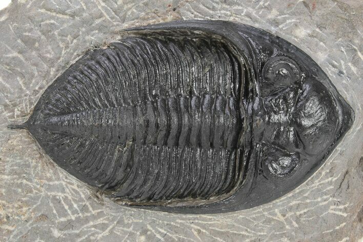 Zlichovaspis Trilobite - Atchana, Morocco #240481